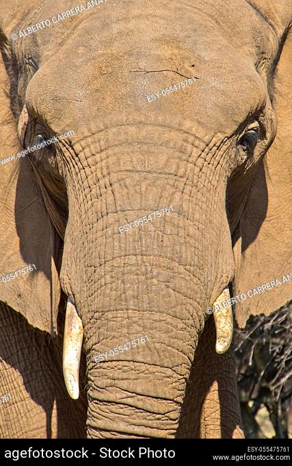 Elephant, Loxodonta africana, South Africa, Africa