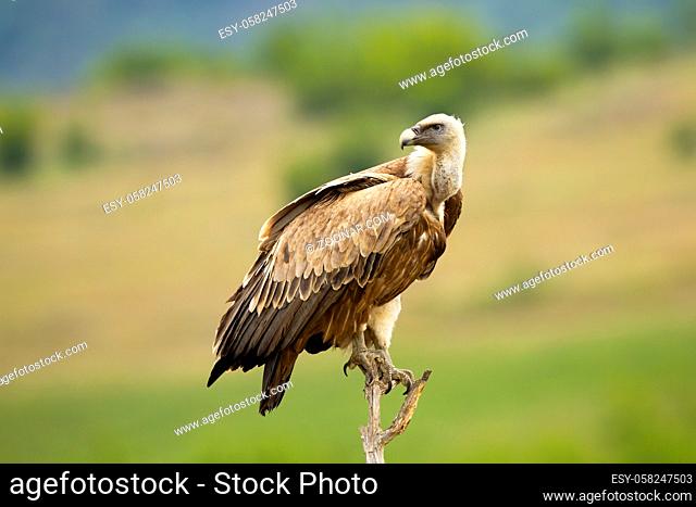 Side view of a griffon vulture, gyps fulvus, sitting and looking behind over shoulder in summer nature. Wild scavenger bird of prey from Accipitridae family on...