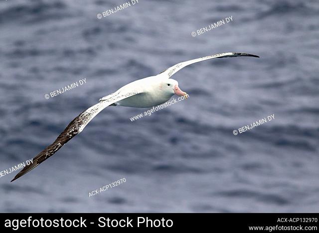 Wandering Albatross, Diomedea exulans, Austral Ocean, Summer
