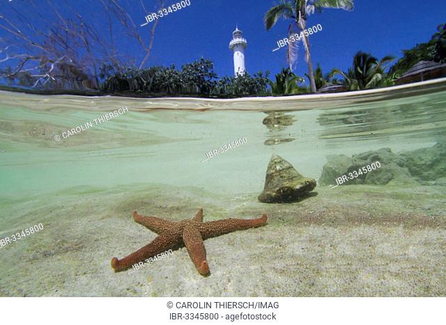 Half-and-half-shot, starfish in the South Seas off an island with a sandy beach, palm trees and the lighthouse of Îlot Amédée or Le Phare Amédée