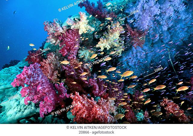 Soft Corals and Anthias Fish. Fiji Islands