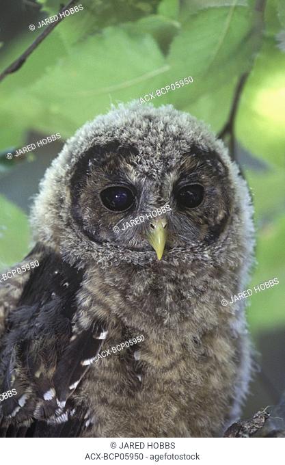 Young Northern Spotted Owl Strix occidentalis caurina, found in the old growth coniferous forests of southern, British Columbia, Canada