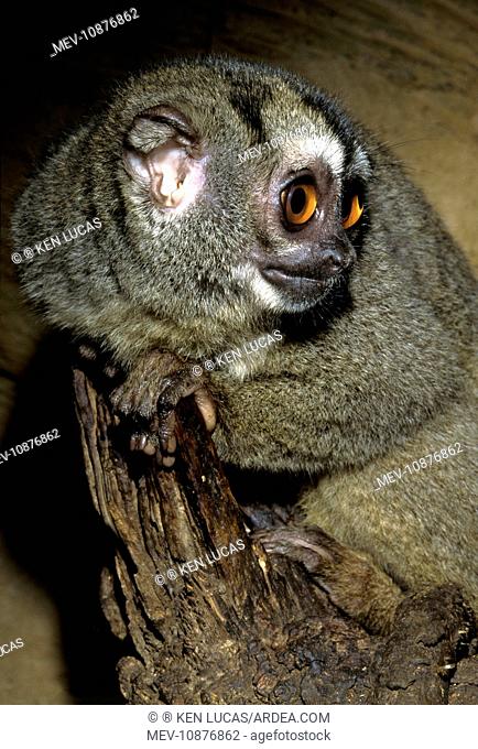 Northern Night Monkey / Douroucouli / Owl Monkey - nocturnal (Aotus trivirgatus). Northern Brazil