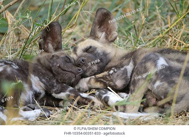 African Wild Dog Lycaon pictus two pups, sleeping together, Mashatu Game Reserve, Tuli Block, Botswana