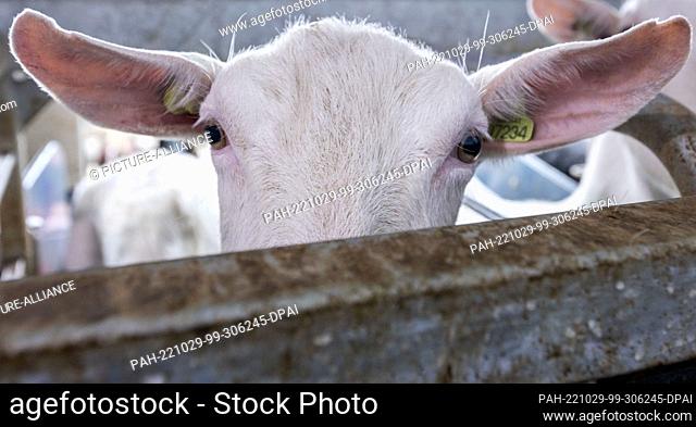 PRODUCTION - 22 September 2022, Mecklenburg-Western Pomerania, Glasin: A goat peers over a grating in the newly built milking parlor