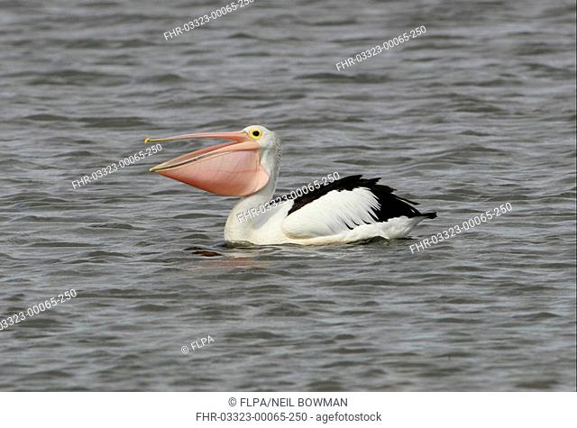 Australian Pelican Pelecanus conspillatus adult swimming, bill open and pouch inflated after swallowing, Southeast Queensland, Australia
