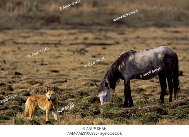 Simien Jackal / Ethiopian Wolf (Canis simensis) next to domestic Horse (Equus domesticus) Bale Mountains, Bale National Park, Ethiopia