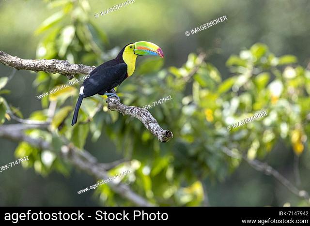 Fishing toucan also called Keel billed Toucan (Ramphastos sulfuratus) on branch, Boca Topada, Costa Rica, Central America