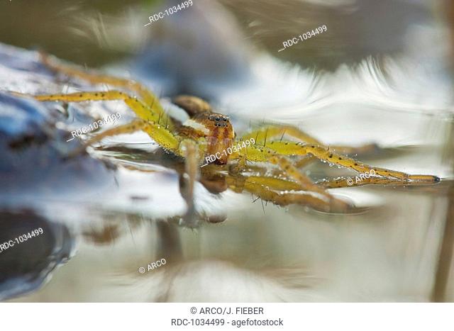 raft spider, Germany / (Dolomedes fimbriatus)