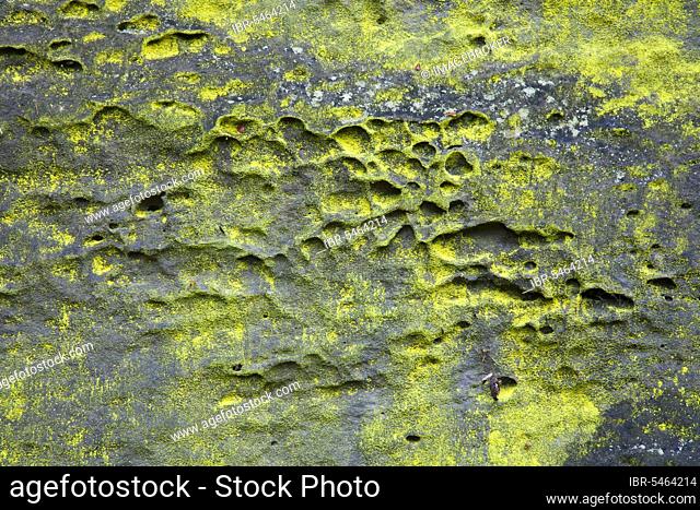Sulphur dust lichen, greenish gold dust lichen (Chrysothrix chlorina) on sandstone rocks
