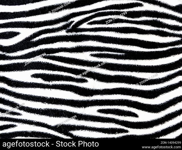 Zebra fur background texture close up view