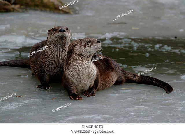 Fischotter, (Lutra canadensis), Canadian Otter, Baden-Wuerttemberg, GERMANY - Schwõbische Alb, GERMANY / Germany, 06/02/2005