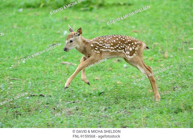 Sika deer fawn on a meadow