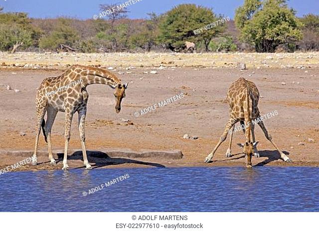 Afrika, südliches Afrika, Namibia, Etoscha National Park, Giraffen, Giraffa camelopardalis