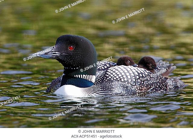 Common loon or Great Northern Loon Gavia immer with twin chicks on its back