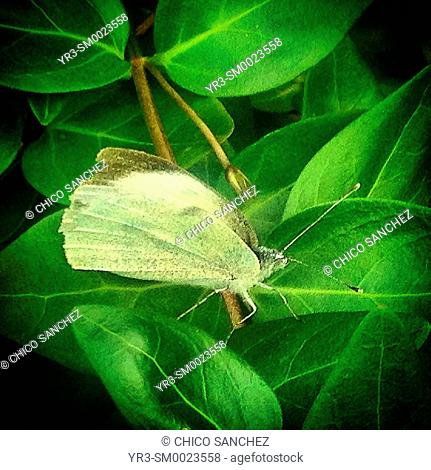 A butterfly perches on a plant in Prado del Rey, Sierra de Grazalema, Andalusia, Spain