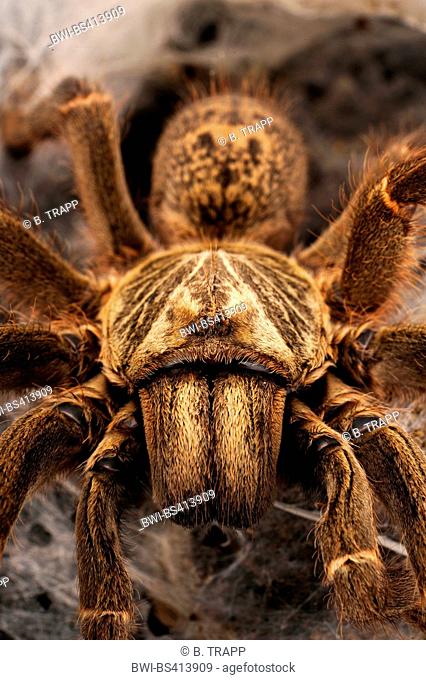 Killimanjaro mustard baboon spider (Pterinochilus chordatus), close-up view of the chelicerae