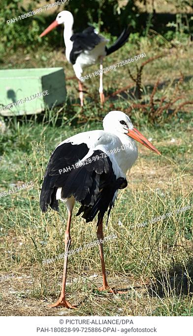 22 August 2018, Germany, Gerdshagen: Storks walk through the wildlife sanctuary Struck: 16 young animals were raised this year