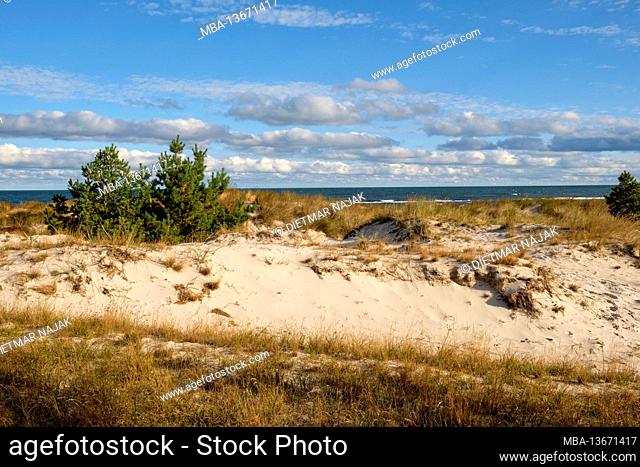 North beach and dunes in the Baltic resort of Prerow on the Darß, Fischland-Darß-Zingst, Mecklenburg-Western Pomerania, Germany