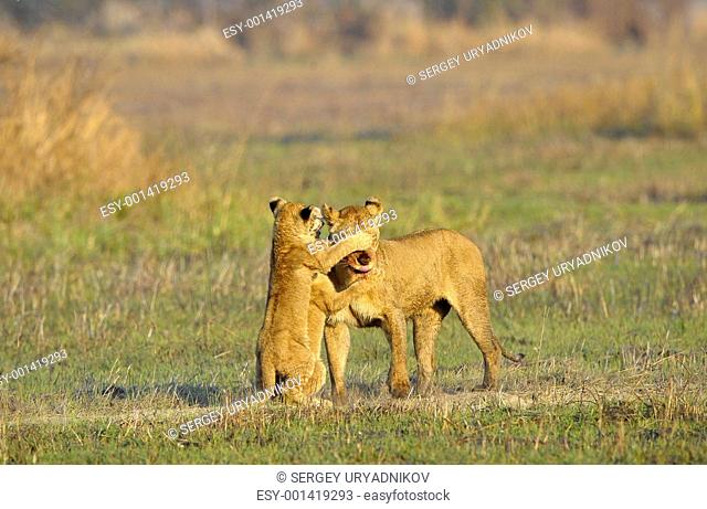 Lioness after hunting with cubs
