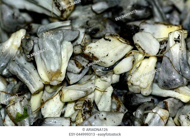 Huitlacoche or cuitlacoche, mexican traditional edible mushroom popular in local gastronomy