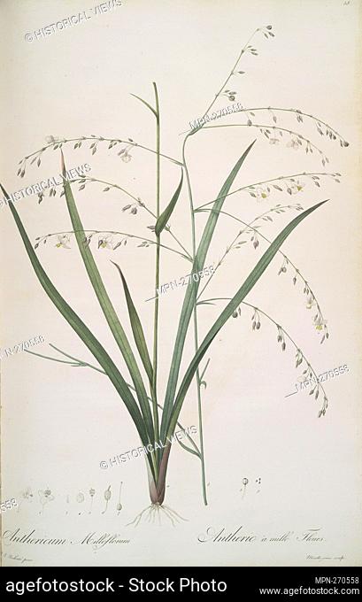 Anthericum milleflorum Additional title: Arthropodium paniculatum ; Anthéric à millie fleurs [Pale Vanilla Lily]. Redouté, Pierre Joseph, 1759-1840 (Artist)