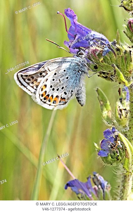 Idas Blue, plebejus idas on blue thistly wildflower  Female with damaged upper wing  Wing did not extend fully when itemerged  Similar to Reverdin's Blue or...