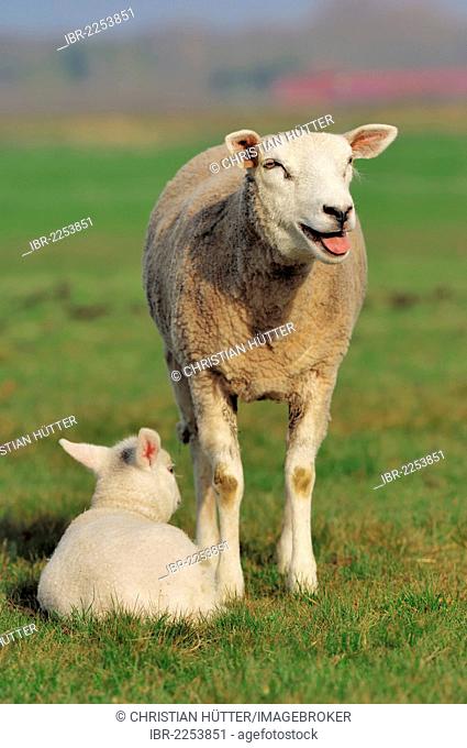Domestic Sheep (Ovis orientalis aries), ewe and a lamb on a pasture, North Holland, Netherlands, Europe