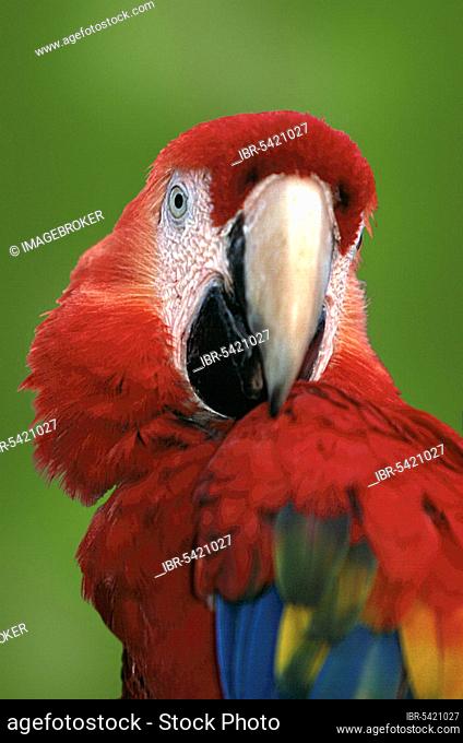 Scarlet Macaw (Ara macao), Light Red Macaw