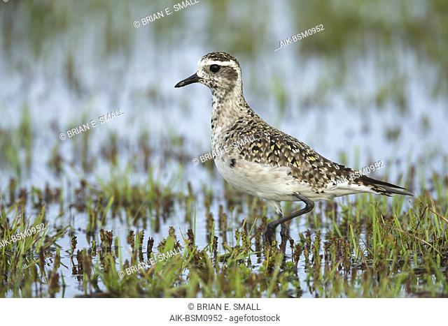 Adult American Golden Plover (Pluvialis dominica) in transition to breeding plumage. In wetland at Galveston County, Texas, United States. April 2016