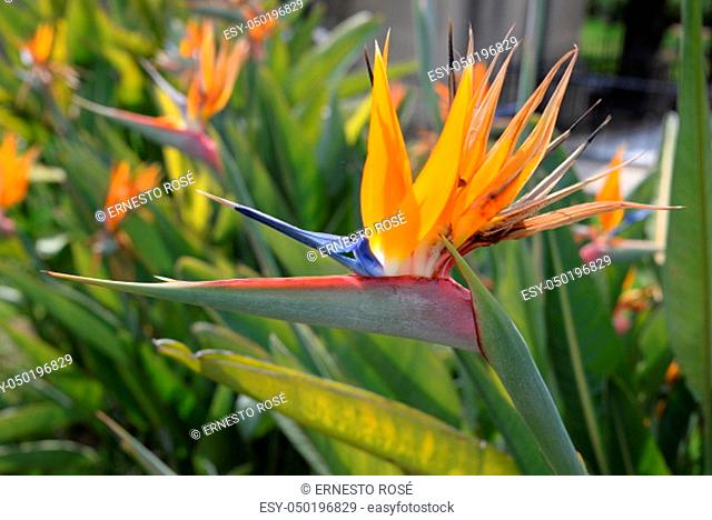 Bird of Paradise flower, strelitzias, at the Costa Blanca, Spain