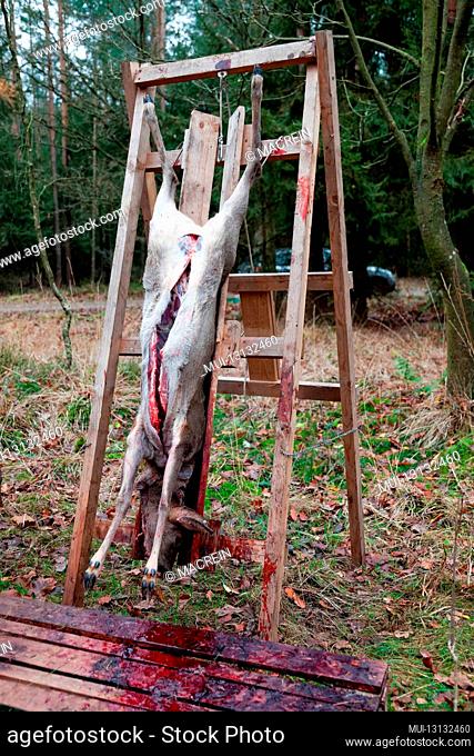 Hunted deer was broken by the hunter, Fuhrberg, Lower Saxony