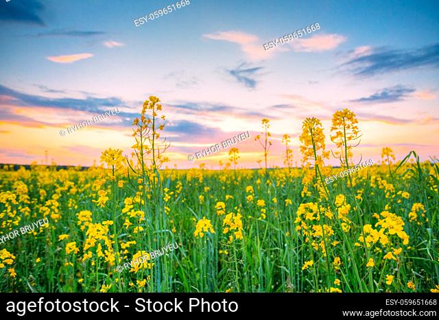 Sunset Sunrise Sky Over Spring Flowering Canola, Rape, Rapeseed, Oilseed Field Meadow Grass. Close Up Of Blossom Of Canola Yellow Flowers Under Dramatic Dawn...
