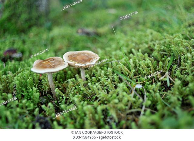 Fawn Mushroom, Pluteus cervinus, Rebecca Spit Park Quadra Island, British Columbia, Canada