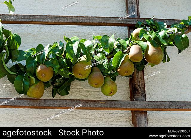 Germany, Baden-Württemberg, Schwäbisch Gmünd-Degenfeld, pears hang on the pear trellis tree at the house wall