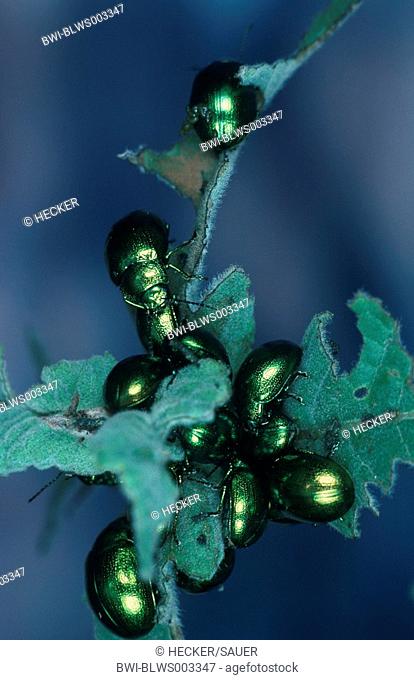 leaf beetle Chrysomela coerulans