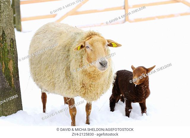 Mother Sheep (Ovis orientalis aries) with her lamb standing in snow, Germany, Europe