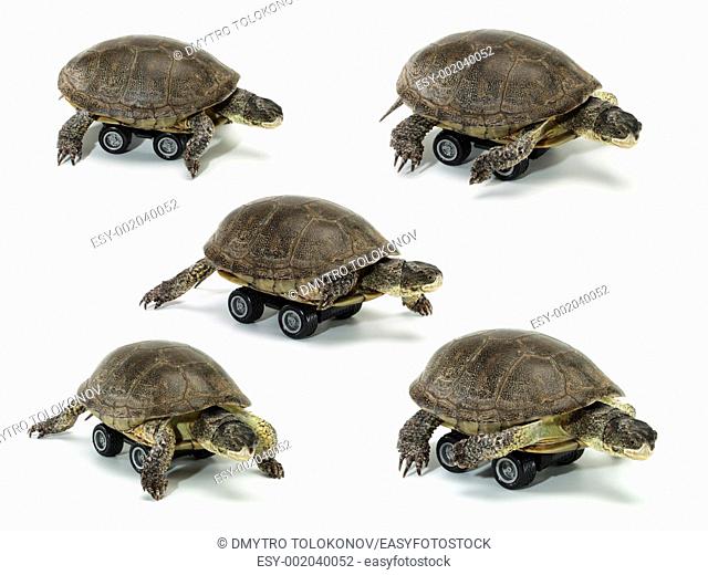 set of mobile turtle over white backgrounds