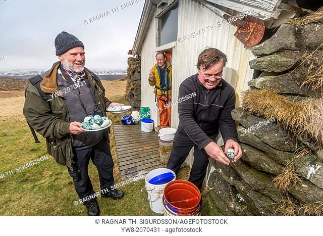 Eating fresh Guillemot Eggs, Ingolfshofdi, Iceland. Ingolfshofdi, a protected nature reserve only allowing a few families to hunt and collect eggs