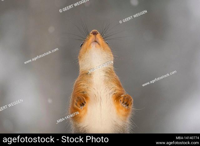 close up of a red squirrel looking up