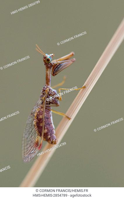 France, Auvergne, Mantispa styriaca, perfect example of convergent evolution because forelegs, chest and head are like the praying mantis while the two insects...