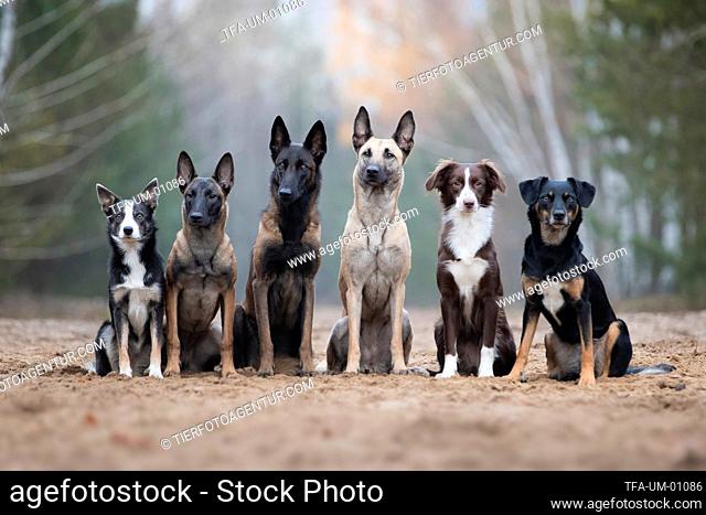 group Dogs