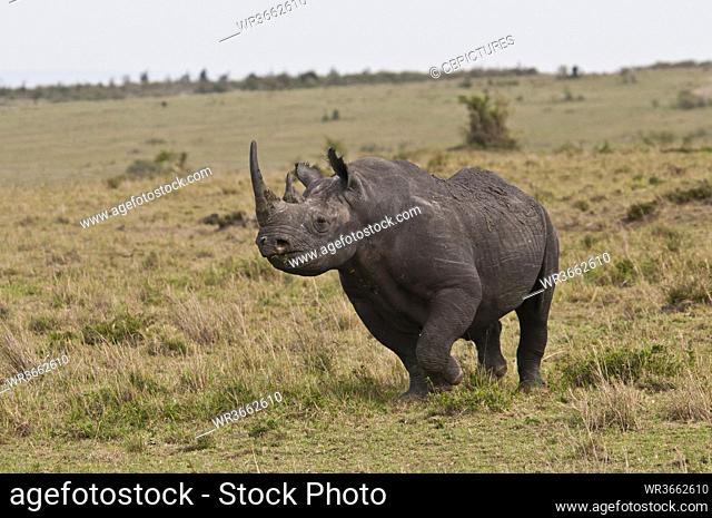 Africa, Kenya, Black rhinoceros in Maasai Mara National Park