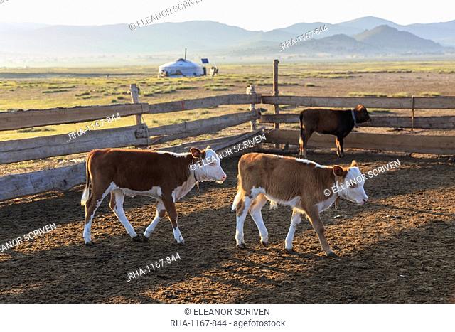 Calves in pen, with ger and distant hills, summer dawn, Nomad camp, Gurvanbulag, Bulgan, Northern Mongolia, Central Asia, Asia