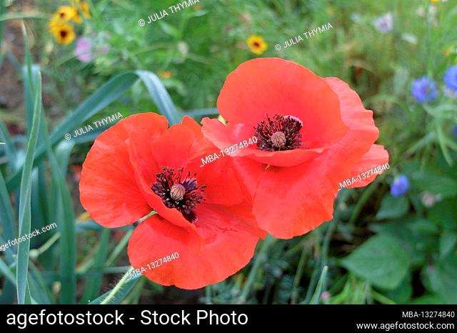 Two flowers, red corn poppy (Papaver rhoeas) in the vegetable patch