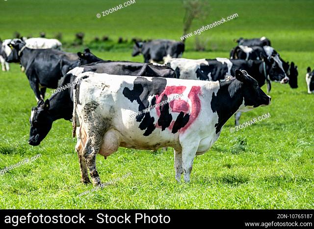Holstein Frieser cow with a red ecology mark in Denmark on a green meadow in the spring