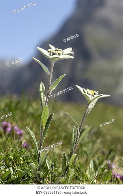 Edelweiss (Leontopodium alpinum Cass. ), Aster family (Asteraceae), Val de Bagnes, Valais, Switzerland
