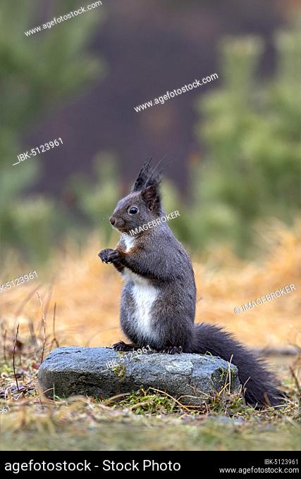 Eurasian red squirrel (Sciurus vulgaris), dark phase, sitting upright on a stone, Tyrol, Austria, Europe