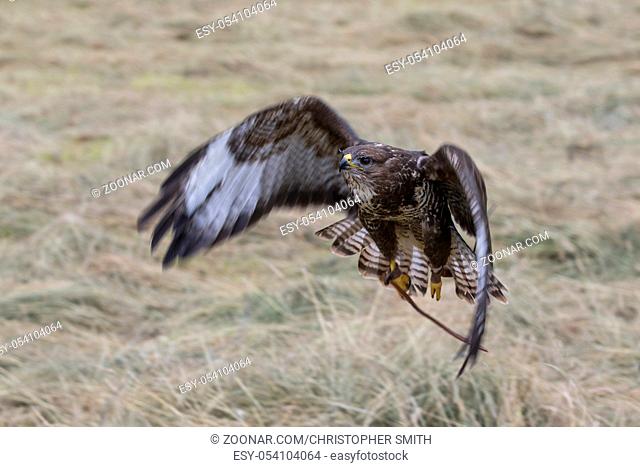 Big buzzard in flight over a meadow