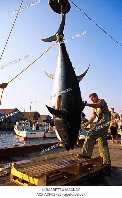 Preparing bluefin tuna Thunnus thynnus for shipping, North Lake, Prince Edward Island, Canada
